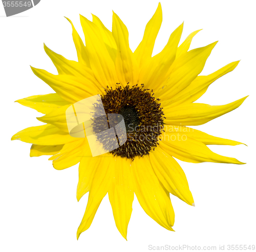 Image of sunflower