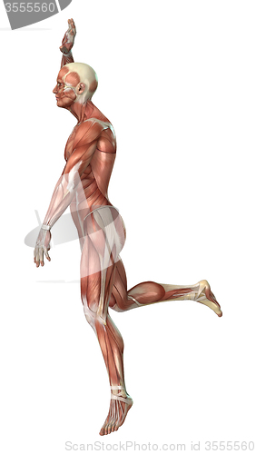 Image of Muscles Map