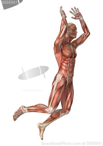 Image of Muscles Map