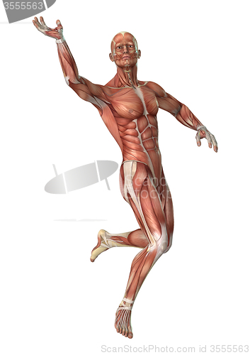 Image of Muscles map