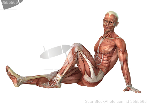 Image of Muscles Map