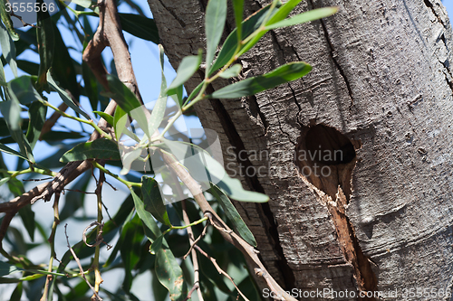 Image of Bird hollow