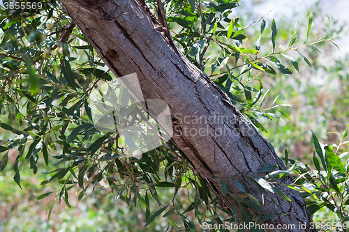 Image of Bird hollow