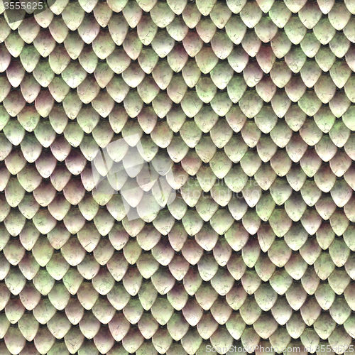 Image of Snake skin