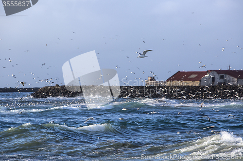 Image of Gulls hunting for fish