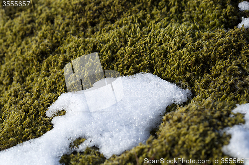 Image of Closeup of fragile Icelandic moss