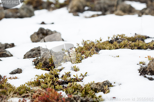 Image of Small plants grow on volcanic underground