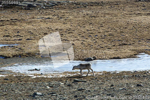 Image of Reindeer in Iceland
