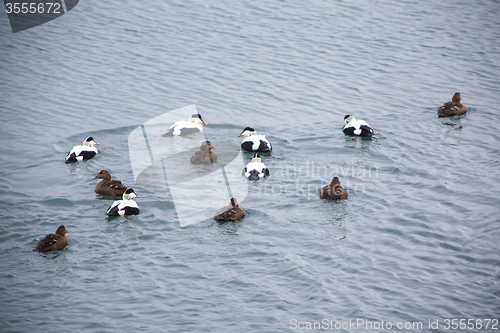 Image of Different colored ducks on a lake