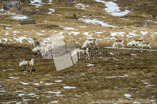 Image of Herd of reindeer in Iceland