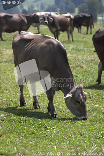 Image of Portrait of a high yielding cow