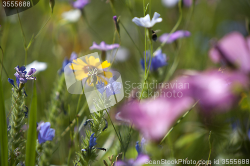 Image of Wildflower meadow
