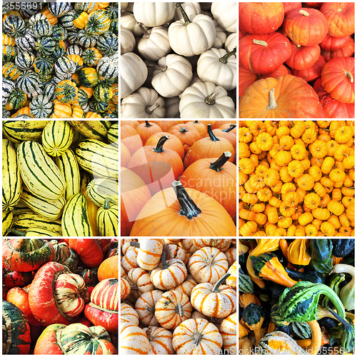 Image of Autumn squash collage