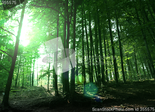 Image of Green forest
