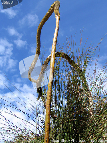 Image of flower tree