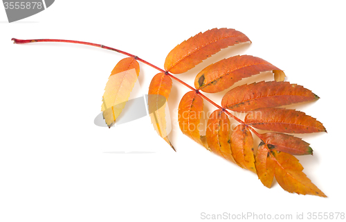 Image of Autumn leaf of rowan isolated on white background