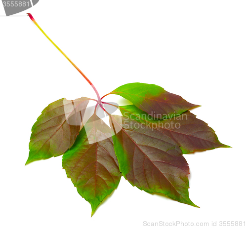 Image of Multicolor virginia creeper leaf (Parthenocissus quinquefolia fo