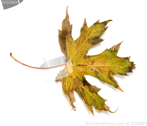 Image of Autumn dry leaf