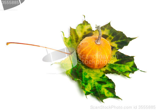 Image of Small decorative pumpkin on multicolor maple-leaf