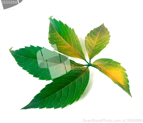 Image of Yellowed grapes leaf (Parthenocissus quinquefolia foliage)