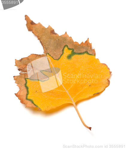 Image of Dried autumn leaf of birch