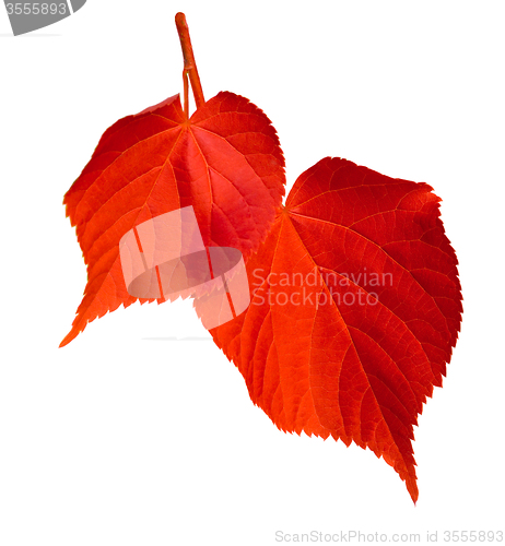 Image of Red linden-tree leafs on white background