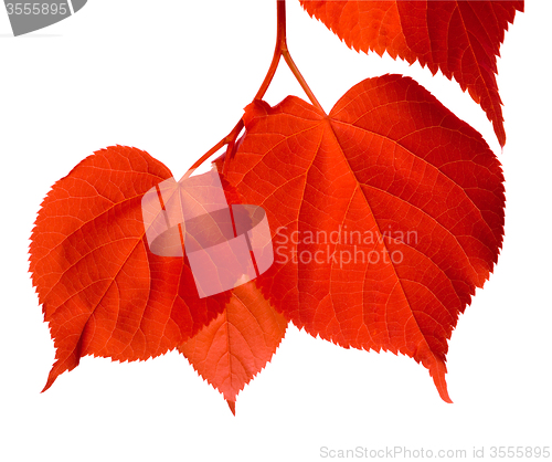 Image of Red linden-tree leafs