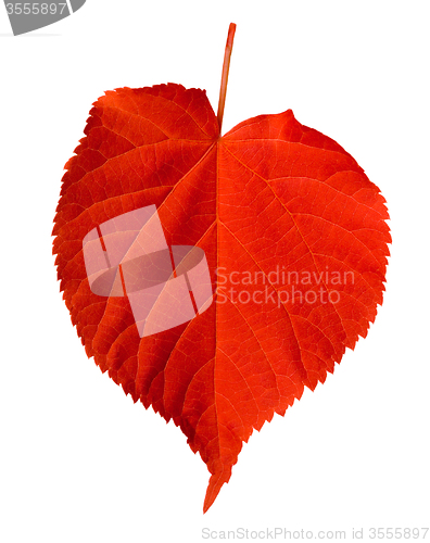 Image of Red linden-tree leaf