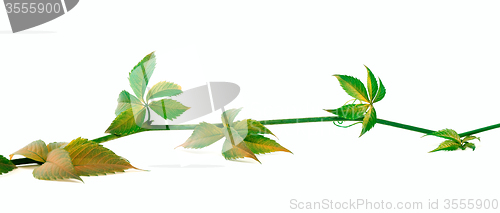 Image of Yellowed twig of grapes leaves on white background