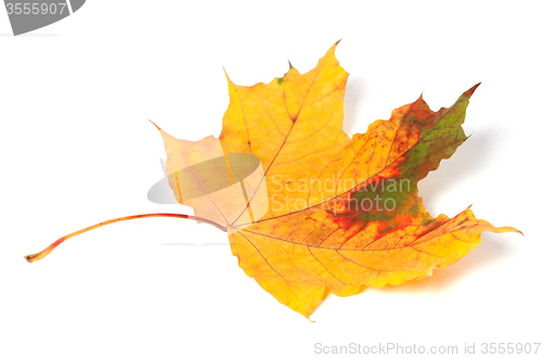 Image of Multicolor autumn maple-leaf