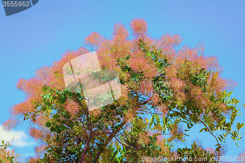 Image of Smoketree