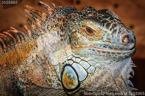 Image of Iguana