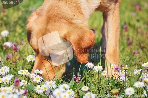 Image of Sniffing Dog 