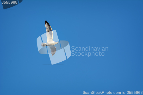 Image of Seagull