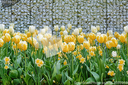 Image of Tulips