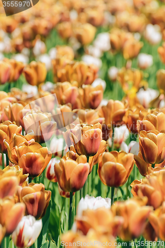 Image of Tulips