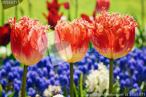 Image of Tulips