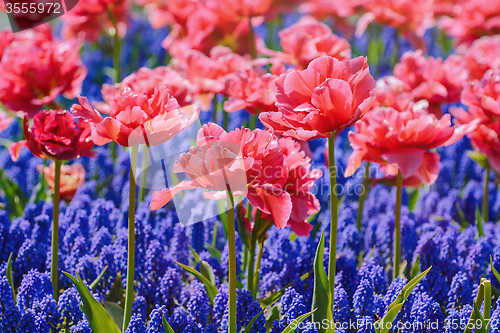 Image of Tulips 