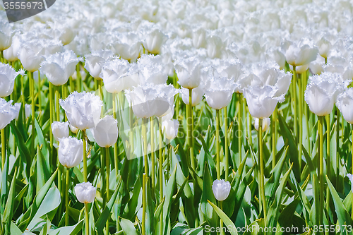 Image of Tulips