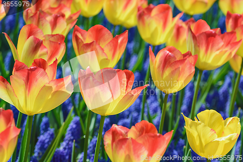 Image of Tulips