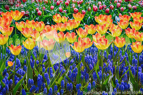 Image of Tulips