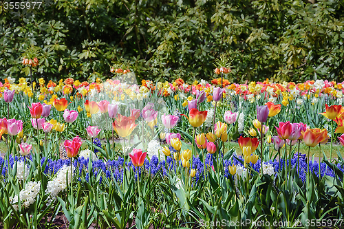 Image of Tulips