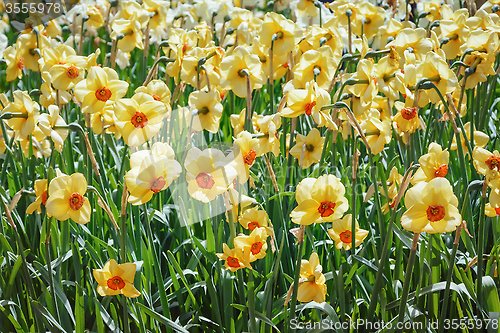 Image of Narcissus