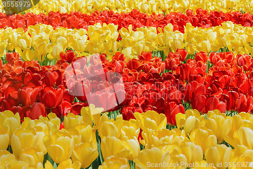 Image of Tulips