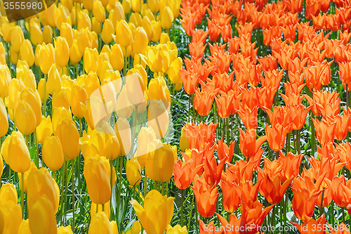 Image of Tulips