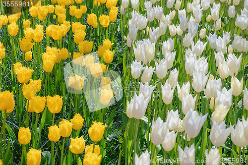 Image of Tulips