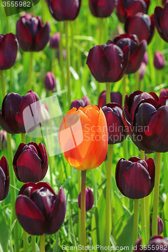 Image of Tulips