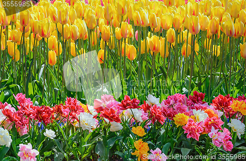 Image of Tulips