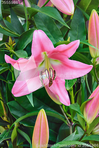 Image of Lilium