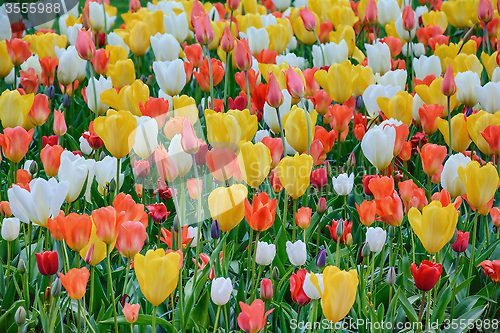 Image of Tulips